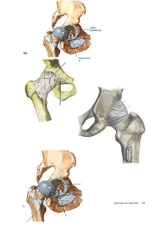 Aula prática
Anatomia do Aparelho
Locomotor
38
 
