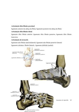 Articulação tíbio-fibular proximal
ligamento anterior da cabeça da fíbula, ligamento posterior da cabeça da fíbula
Articulação tíbio-fibular distal
ligamento tíbio fibular anterior ,ligamento tíbio fibular posterior, ligamento tíbio fibular
transverso
Articulação do tornozelo
ligamento talo-fibular anterior(lateral), ligamento talo-fibular posterior (lateral)
ligamento calcâneo- fibular (lateral) , ligamento deltóide (medial)
Anatomia do Aparelho
Locomotor
42
 