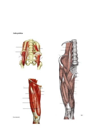 Aula prática
Anatomia do Aparelho
Locomotor
50
 