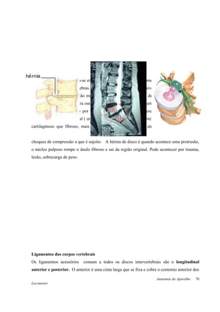 Os discos vertebrais situam-se entre os corpos das vértebras, promovendo união, alinhamento
e certa mobilidade de vértebras vizinhas. São coxins compressíveis de fibrocartilagem que
absorvem as forças de tração muscular, gravidade e carga que, de outro modo, tenderiam a
esmagar uma vértebra contra outra. Cada disco apresenta duas partes : uma mais periférica, o
ânulo fibroso, constituído por anéis concêntricos , mais fibrosos que cartilaginosos, que
circundam uma parte central ( um pouco deslocado posteriormente) , o núcleo pulposo, mais
cartilaginoso que fibroso, mais suficientemente elástico para atuar como amortecedor de
choques de compressão a que é sujeito. A hérnia de disco é quando acontece uma protrusão,
o núcleo pulposo rompe o ânulo fibroso e sai da região original. Pode acontecer por trauma,
lesão, sobrecarga de peso.
Ligamentos dos corpos vertebrais
Os ligamentos acessórios comum a todos os discos intervertebrais são o longitudinal
anterior e posterior. O anterior é uma cinta larga que se fixa e cobre o contorno anterior dos
Anatomia do Aparelho
Locomotor
70
 