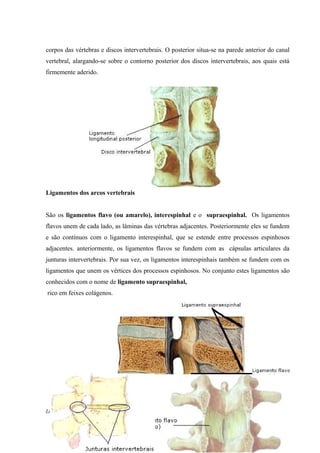 corpos das vértebras e discos intervertebrais. O posterior situa-se na parede anterior do canal
vertebral, alargando-se sobre o contorno posterior dos discos intervertebrais, aos quais está
firmemente aderido.
Ligamentos dos arcos vertebrais
São os ligamentos flavo (ou amarelo), interespinhal e o supraespinhal. Os ligamentos
flavos unem de cada lado, as lâminas das vértebras adjacentes. Posteriormente eles se fundem
e são contínuos com o ligamento interespinhal, que se estende entre processos espinhosos
adjacentes. anteriormente, os ligamentos flavos se fundem com as cápsulas articulares da
junturas intervertebrais. Por sua vez, os ligamentos interespinhais também se fundem com os
ligamentos que unem os vértices dos processos espinhosos. No conjunto estes ligamentos são
conhecidos com o nome de ligamento supraespinhal,
rico em feixes colágenos.
Anatomia do Aparelho
Locomotor
71
 