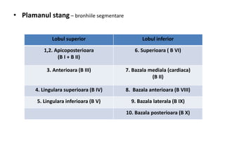 • Plamanul stang – bronhiile segmentare 
Lobul superior Lobul inferior 
1,2. Apicoposterioara 
(B I + B II) 
6. Superioara ( B VI) 
3. Anterioara (B III) 7. Bazala mediala (cardiaca) 
(B II) 
4. Lingulara superioara (B IV) 8. Bazala anterioara (B VIII) 
5. Lingulara inferioara (B V) 9. Bazala laterala (B IX) 
10. Bazala posterioara (B X) 
 