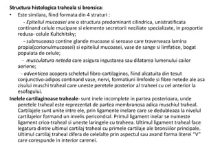 Structura histologica traheala si bronsica: 
• Este similara, fiind formata din 4 straturi : 
- Epiteliul mucoasei are o structura predominant cilindrica, unistratificata 
continand celule mucipare si elemente secretorii neciliate specializate, in proportie 
redusa- celule Kultchitsky; 
- submucoasa contine glande mucoase si seroase care traverseaza lamina 
propia(corionulmucoasei) si epiteliul mucoasei, vase de sange si limfatice, bogat 
populata de celule; 
- musculatura neteda care asigura ingustarea sau dilatarea lumenului cailor 
aeriene; 
- adventicea acopera scheletul fibro-cartilaginos, fiind alcatuita din tesut 
conjunctivo-adipos continand vase, nervi, formatiuni limfoide si fibre netede ale asa 
zisului muschi traheal care uneste peretele posterior al traheei cu cel anterior la 
esofagului. 
Inelele cartilaginoase traheale- sunt inele incomplete in partea posterioara, unde 
peretele traheal este reprezentat de partea membranosa adica muschiul traheal. 
Cartilajele sunt unite intre ele, prin ligamente inelare care se dedubleaza la nivelul 
cartilajelor formand un invelis pericondral. Primul ligament inelar se numeste 
ligament crico-traheal si uneste laringele cu traheea. Ultimul ligament traheal face 
legatura dintre ultimul cartilaj traheal cu primele cartilaje ale bronsiilor principale. 
Ultimul cartilaj traheal difera de celelalte prin aspectul sau avand forma literei “V” 
care corespunde in interior carenei. 
 