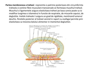Partea membranosa a traheei –reprezinta o patrime posterioara din circumferinta 
traheala si contine fibre musculare transversale ce formeaza muschiul traheal. 
Muschiul si ligamentele asigura elasticitaea traheei pe baza careia poate sa isi 
modifice lungimea si diametrul in functie de respiratie, de miscarile capului, de 
deglutitie. Inelele traheale ii asigura un grad de rigiditate, mentinand lumenul 
deschis. Peretele posterior al traheei venind in raport cu esofagul permite prin 
elasticitaea sa trecerea bolului alimentar in momentul deglutitiei. 
 