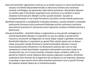 Ramurile bronhiilor segmentare continua sa se divida succesiv in ramuri bronhiale iar 
acestea in brohiole lobulare(terminale) ce deservesc teritorii care constituie 
unitatile morfologice ale plamanilor adica lobulii pulmonari. Bronhiolele lobulare 
se ramifica apoi in bronhiole respiratorii care continua sa se ramifice in ducte 
alveolare terminate prin dilatatii numite saculeti alveolari. Saculeti se 
compartimenteaza in mai multe formatiuni veziculare numite alveole pulmonare. 
Bronhiola respiratorie si ramificatiile ei (ductele alveolare, saculeti alveolari si alveolele 
pulmonare) formeaza acinul pulmonar.Totalitatea acinilor pulmonari constituie 
parenchimul pulmonar.In consecinta acinul reprezinta unitatea morfofunctionala a 
plamanului. 
Structura bronhiilor – bronhiile lobare si segmentare au inca peretii cartilaginosi in 
schimb bronhiolele lobulare si respiratorii nu mai au catilaje in peretii lor.Pe 
masura ce structurile cartilaginoase se raresc dispar treptat si glandele mucoase. 
Bronhiolele lobulare si respiratorii au peretii fibro-elastici peste care se dispun 
celule musculare netede formand la nivelul bronhiolelor lobulare o tunica 
musculara(muschiul sfincterian a lui Reisseisen) continua dar care nu este 
compacta.La nivelul bronhiolelor respiratorii elementele musculare incep sa se 
rareasca din nou, iar la nivelul ductelor alveolare dispar complect astfel ca in 
peretii lor intalnim numai mebrana fibro-elastica captusita cu epiteliu. Bronhiola 
respiratorie face trecerea de la segmentul de conducere la cel respirator, deoarece 
in peretele ei apar pentru prima data alveolele pulmonare care au peretii formati 
din epiteliul alveolar dispus pe o membrana bazala. 
 