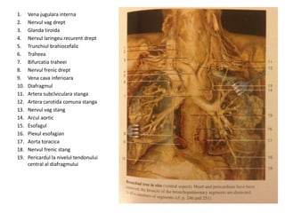 1. Vena jugulara interna 
2. Nervul vag drept 
3. Glanda tiroida 
4. Nervul laringeu recurent drept 
5. Trunchiul brahiocefalic 
6. Traheea 
7. Bifurcatia traheei 
8. Nervul frenic drept 
9. Vena cava inferioara 
10. Diafragmul 
11. Artera subclviculara stanga 
12. Artera carotida comuna stanga 
13. Nervul vag stang 
14. Arcul aortic 
15. Esofagul 
16. Plexul esofagian 
17. Aorta toracica 
18. Nervul frenic stang 
19. Pericardul la nivelul tendonului 
central al diafragmului 
