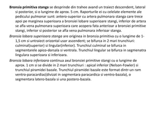 Bronsia primitiva stanga se desprinde din trahee avand un traiect descendent, lateral 
si posterior, si o lungime de aprox. 5 cm. Raporturile ei cu celelate elemente ale 
pedicului pulmonar sunt: antero-superior cu artera pulmonara stanga care trece 
apoi pe marginea superioara a bronsiei lobare superioare stangi, inferior de artera 
se afla vena pulmonara superioara care acopera fata anterioar a bronsiei primitive 
stangi, inferior si posterior se afla vena pulmonara inferioar stanga. 
Bronsia lobara superioara stanga are originea in bronsia primitiva cu o lungime de 1- 
1,5 cm si untraiect orizontal usor ascendent; se bifurca in 2 mari trunchiuri: 
culminal(superior) si lingular(inferior). Trunchiul culminal se bifurca in 
segmentarele apico-dorsala si ventrala. Trunchiul lingular se bifurca in segmenatra 
lingulara superioara si inferioara. 
Bronsia lobara inferioara continua axul bronsiei primitive stangi cu o lungime de 
aprox. 1 cm si se divide in 2 mari trunchiuri : apical inferior (Nelson-Fowler) si 
trunchiul piramidei bazale. Trunchiul piramidei bazale este format dintr-un ram 
ventro-paracardiac(divizat in segmentara paracardica si ventro-bazala), o 
segmentara latero-bazala si una postero-bazala. 
 