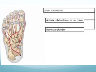 Anatomia arcos palmares