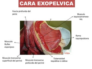 Musculo
isquiocarvenoso
izq.
Tuberosidad
isquiática o ciática
Musculo transverso
profundo del periné
CARA EXOPELVICA
Fasci...
