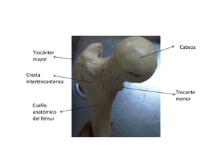 Anatomia(Arregladas).pptx