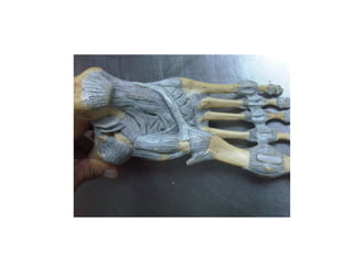 Anatomia(Arregladas).pptx