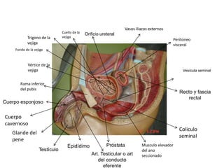 Orificio ureteral
Recto y fascia
rectal
Próstata
Vesícula seminal
Epidídimo
Testículo
Cuerpo esponjoso
Art. Testicular o a...