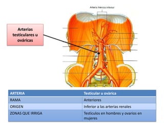 ARTERIA Testicular u ovàrica
RAMA Anteriores
ORIGEN Inferior a las arterias renales
ZONAS QUE IRRIGA Testìculos en hombres y ovarios en
mujeres
Arterias
testiculares u
ováricas
 