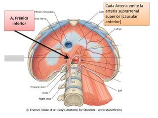 A. Frénica
inferior
Cada Arteria emite la
arteria suprarrenal
superior [capsular
anterior]
 