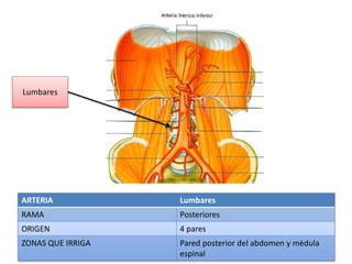 ARTERIA Lumbares
RAMA Posteriores
ORIGEN 4 pares
ZONAS QUE IRRIGA Pared posterior del abdomen y mèdula
espinal
Lumbares
 