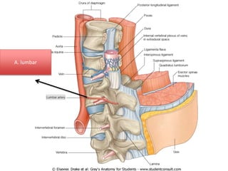 A. lumbar
 