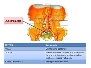 ARTERIA Sacra media
RAMA Ùltima rama posterior
ORIGEN Inmediatamente superior a la bifurcaciòn
de la aorta, desciende por las vèrtebras
lumbares, elsacro y el còccix
ZONAS QUE IRRIGA Parte posterior del recto
A. Sacra media
 