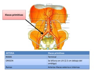 ARTERIA Ilìacas primitivas
RAMA Terminal
ORIGEN Se bifurca en LIV (2.5 cm debajo del
ombligo)
Ramas Arterias ilìacas externa e internas
Iliacas primitivas
 