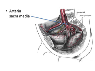 • Arteria
sacra media
 