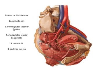 Sistema de ilíaca interna.
Constituído por:
1.arterias glútea superior
(glútea)
2.arteria glútea inferior
(isquiática).
3. obturatriz
4. pudenda interna
1
2
3
4
 