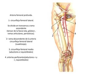 Arteria femoral profunda.
1- circunfleja femoral lateral.
Se divide en transversa y rama
ascendente
(tensor de la fascia lata, glúteo>,
ramas articulares, periósticas).
2- rama descendente de la arteria
circunfleja femoral lateral
(cuadriceps).
3. circunfleja femoral media
(aductores e isquiotibiales)
4. arterias perforantes(aductores < y
>, isquiotibiales)
4
3
1
2
 