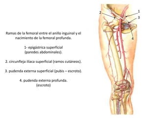 Ramas de la femoral entre el anillo inguinal y el
nacimiento de la femoral profunda.
1- epigástrica superficial
(paredes abdominales).
2. circunfleja ilíaca superficial (ramos cutáneos).
3. pudenda externa superficial (pubis – escroto).
4. pudenda externa profunda.
(escroto)
12
3
4
 
