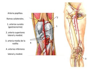Arteria poplítea.
Ramas colaterales.
1. arterias surales
(gastrocnemio)
2. arteria superiores
lateral y medial.
3. arteria media de la
rodilla
4. arterias inferiores
lateral y medial.
2
2
1
4
3
 