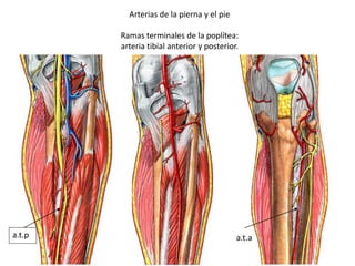 Arterias de la pierna y el pie
Ramas terminales de la poplítea:
arteria tibial anterior y posterior.
a.t.p a.t.a
 