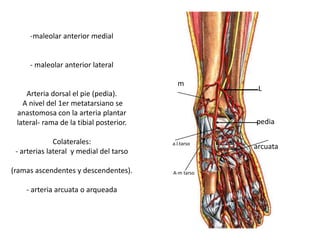 -maleolar anterior medial
- maleolar anterior lateral
Arteria dorsal el pie (pedia).
A nivel del 1er metatarsiano se
anastomosa con la arteria plantar
lateral- rama de la tibial posterior.
Colaterales:
- arterias lateral y medial del tarso
(ramas ascendentes y descendentes).
- arteria arcuata o arqueada
m
L
pedia
arcuataa.l.tarso
A-m tarso
 