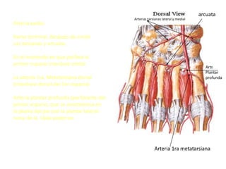 Artr.
Plantar
profunda
Arterias tarsianas lateral y medial
Arteria pedia:
Rama terminal, después de emitir
Las tarsianas y arcuata.
En el momento en que perfora el
primer espacio interóseo emite:
La arteria 1ra. Metatarsiana dorsal
(interósea dorsal del 1er espacio)
Arteria plantar profunda (perforante del
primer espacio, que se anastomosa en
la planta del pie con la plantar lateral-
rama de la tibial posterior.
Arteria 1ra metatarsiana
arcuata
 