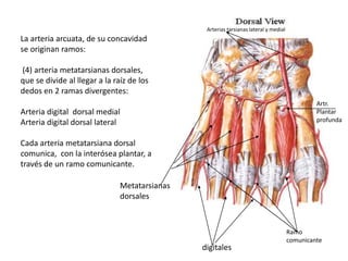 La arteria arcuata, de su concavidad
se originan ramos:
(4) arteria metatarsianas dorsales,
que se divide al llegar a la raíz de los
dedos en 2 ramas divergentes:
Arteria digital dorsal medial
Arteria digital dorsal lateral
Cada arteria metatarsiana dorsal
comunica, con la interósea plantar, a
través de un ramo comunicante.
Artr.
Plantar
profunda
Arterias tarsianas lateral y medial
Metatarsianas
dorsales
digitales
Ramo
comunicante
 