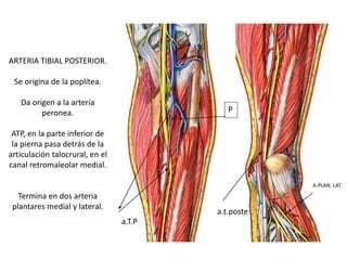 ARTERIA TIBIAL POSTERIOR.
Se origina de la poplítea.
Da origen a la arteria
peronea.
ATP, en la parte inferior de
la pierna pasa detrás de la
articulación talocrural, en el
canal retromaleolar medial.
Termina en dos arteria
plantares medial y lateral.
P
a.T.P
a.t.poste
A.PLAN. LAT
 