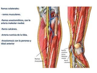 Ramas colaterales:
- ramos musculares.
-Ramos anastomóticos, con la
arteria maleolar medial.
-Ramo calcáneo.
-Arteria nutricia de la tibia.
-Anastomosis con la peronea y
tibial anterior
Ramos
musculares Ramo
calcaneo
Ramos
anastom
óticos
Maleolar
medial
 