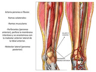Arteria peronea o fibular.
Ramas colaterales:
-Ramos musculares
-Perforantes (peronea
anterior), perfora la membrana
interósea y se anastomosa con
la maleolar anterior lateral de
la tibial anterior.
-Maleolar lateral (peronea
posterior)
PERFORANTE
PERONEA ANTERIOR
M.LATE O
P.POSTER
 