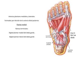 Arterias plantares mediales y laterales.
Formadas por división de la arteria tibial posterior.
Plantar medial.
Ramas terminales:
Digital plantar medial del dedo gordo.
Digital plantar lateral del dedo gordo
PLANTAR
MEDIAL
PLANTAR
LATERAL
d.p.m
Del 1er
dedo
D.p.lateral
Del 1er dedo
 