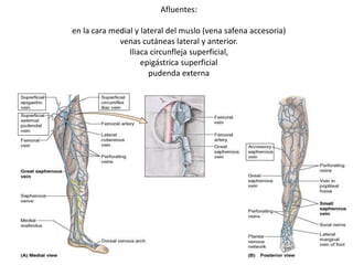 Afluentes:
en la cara medial y lateral del muslo (vena safena accesoria)
venas cutáneas lateral y anterior.
Iliaca circunfleja superficial,
epigástrica superficial
pudenda externa
 