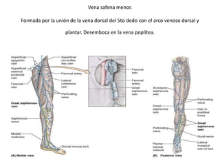 Vena safena menor.
Formada por la unión de la vena dorsal del 5to dedo con el arco venoso dorsal y
plantar. Desemboca en la vena poplítea.
 