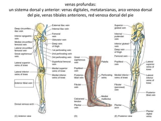 venas profundas:
un sistema dorsal y anterior: venas digitales, metatarsianas, arco venoso dorsal
del pie, venas tibiales anteriores, red venosa dorsal del pie
 