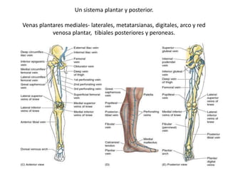 Un sistema plantar y posterior.
Venas plantares mediales- laterales, metatarsianas, digitales, arco y red
venosa plantar, tibiales posteriores y peroneas.
 