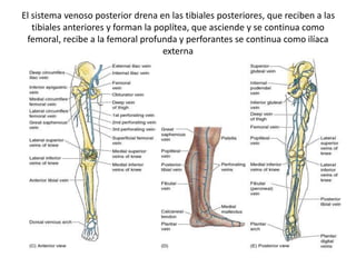 El sistema venoso posterior drena en las tibiales posteriores, que reciben a las
tibiales anteriores y forman la poplítea, que asciende y se continua como
femoral, recibe a la femoral profunda y perforantes se continua como ilíaca
externa
 