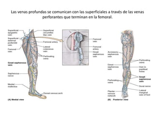 Las venas profundas se comunican con las superficiales a través de las venas
perforantes que terminan en la femoral.
 