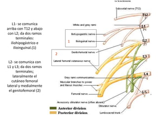 L1- se comunica
arriba con T12 y abajo
con L2; da dos ramos
terminales:
iliohipogástrico e
ilioinguinal.(1)
L2- se comunica con
L1 y L3; da dos ramos
terminales;
lateralmente el
cutáneo femoral
lateral y medialmente
el genitofemoral (2)
1
2
 