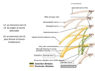 L2- se comunica con L3;
L4 da origen al nervio
obturador
L4, se comunica con L5
para formar el tronco
lumbosacro;
Crural o
 