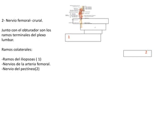 2- Nervio femoral- crural.
Junto con el obturador son los
ramos terminales del plexo
lumbar.
Ramos colaterales:
-Ramos del iliopsoas ( 1)
-Nervios de la arteria femoral.
-Nervio del pectíneo(2)
1
2
 