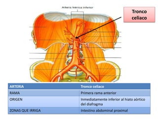 ARTERIA Tronco celìaco
RAMA Primera rama anterior
ORIGEN Inmediatamente inferior al hiato aòrtico
del diafragma
ZONAS QUE IRRIGA Intestino abdominal proximal
Tronco
celiaco
 