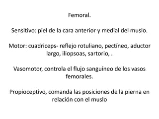 Femoral.
Sensitivo: piel de la cara anterior y medial del muslo.
Motor: cuadriceps- reflejo rotuliano, pectíneo, aductor
largo, iliopsoas, sartorio, .
Vasomotor, controla el flujo sanguíneo de los vasos
femorales.
Propioceptivo, comanda las posiciones de la pierna en
relación con el muslo
 