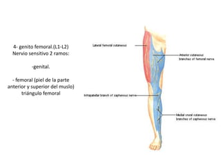 4- genito femoral.(L1-L2)
Nervio sensitivo 2 ramos:
-genital.
- femoral (piel de la parte
anterior y superior del muslo)
triángulo femoral
 