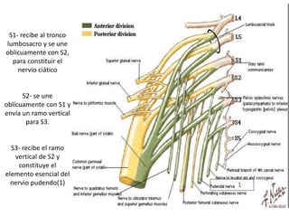 S1- recibe al tronco
lumbosacro y se une
oblicuamente con S2,
para constituir el
nervio ciático
S2- se une
oblícuamente con S1 y
envía un ramo vertical
para S3.
S3- recibe el ramo
vertical de S2 y
constituye el
elemento esencial del
nervio pudendo(1) 1
 