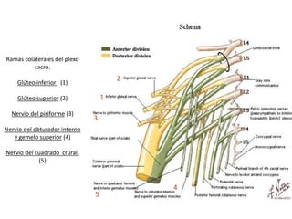 Ramas colaterales del plexo
sacro.
Glúteo inferior (1)
Glúteo superior (2)
Nervio del piriforme (3)
Nervio del obturador interno
y gemelo superior (4)
Nervio del cuadrado crural.
(5)
1
2
3
4
5
 