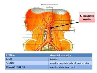 ARTERIA Mesentèrica superior
RAMA Anterior
ORIGEN Inmediatamente inferior al tronco celìaco
ZONAS QUE IRRIGA Intestino abdominal medio
Mesenterica
supeior
 